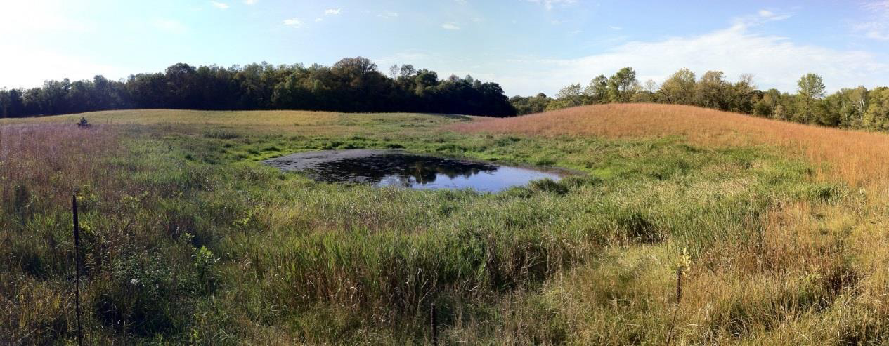 Site of a wetland restoration in Minnesota.